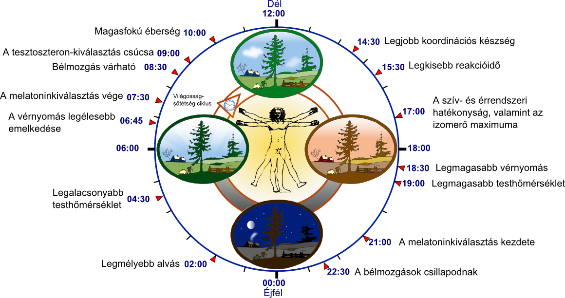 Ebio az emberi biológiai óra 24 órás ritmusa