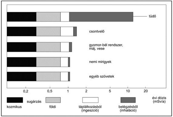 5. A különböző testrészeket érő természetes sugárhatások